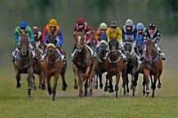 29 - RACING HORSES - PLOVIE BJORN - belgium